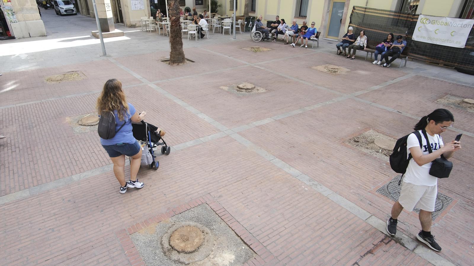 A la plaça de Trilla, al barri de Gràcia, només queda una de les nou palmeres que hi havien.