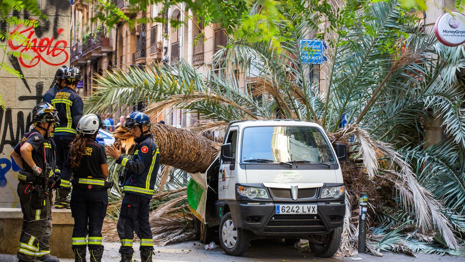 El vehicle dels serveis de neteja i la palmera a la plaça Emili Vendrell del Raval