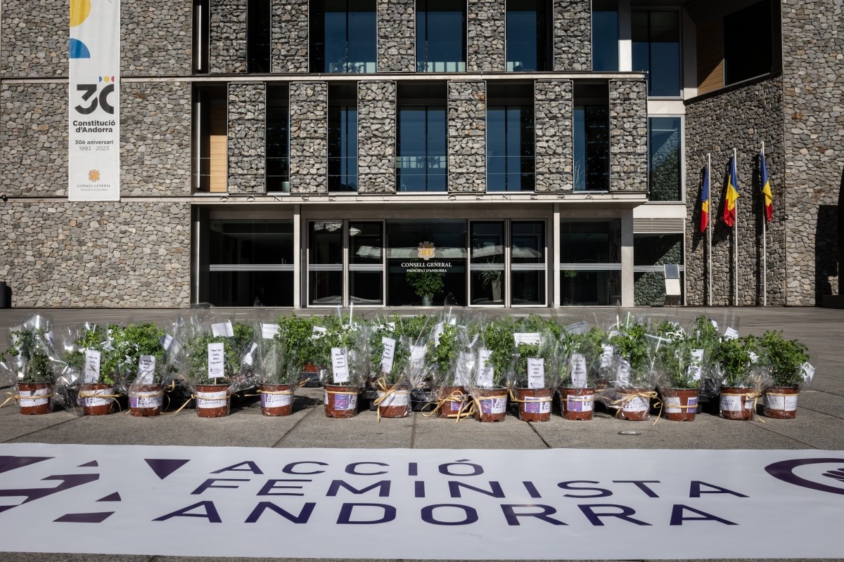 Les plantes de ruda també s'han deixat a la plaça del Consell General.